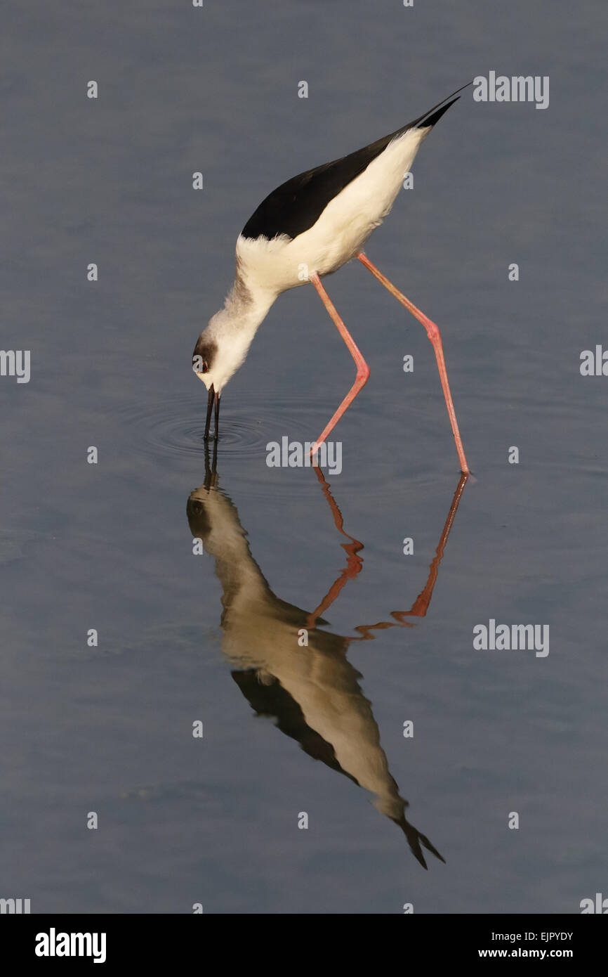 Black-winged Stilt (Himantopus himantopus) des profils, l'alimentation en eau peu profonde avec réflexion, Long Valley, New Territories, Hong Kong, Chine, du 13 décembre Banque D'Images