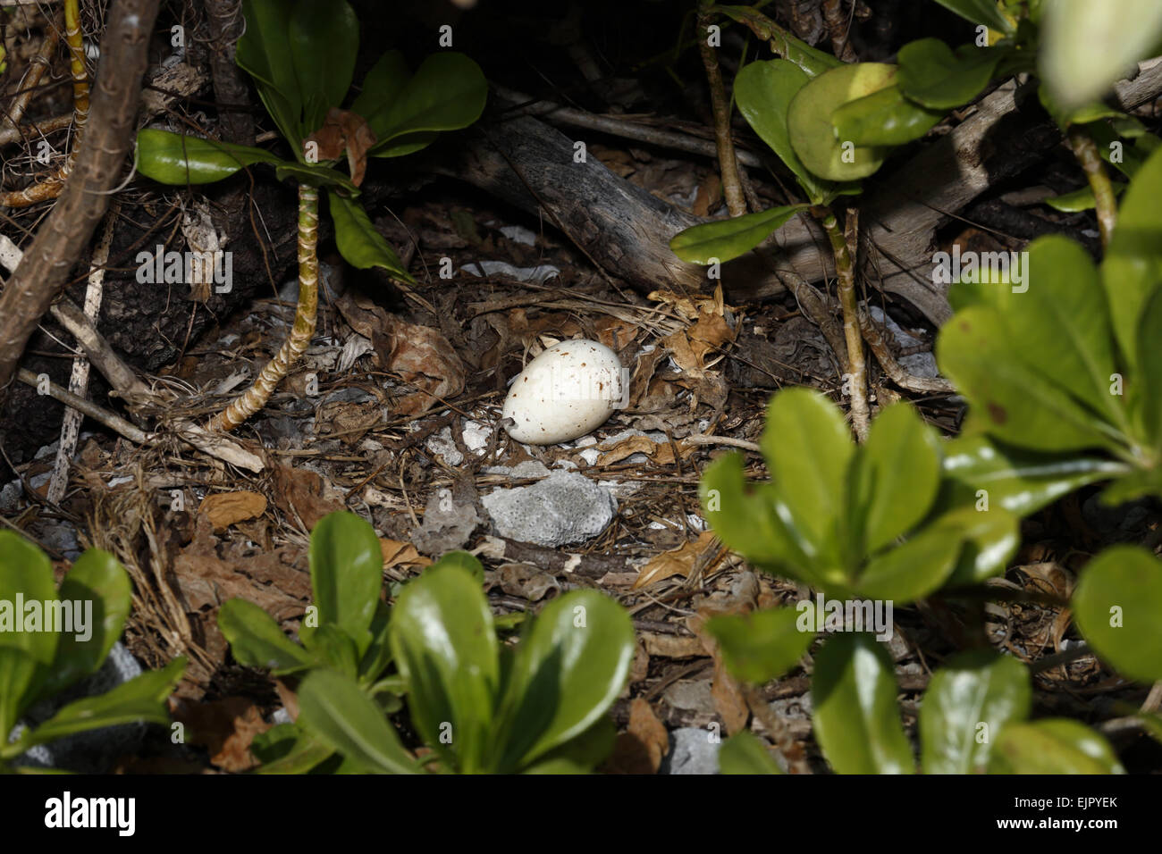 Noddy commun (Anous stolidus) oeuf dans nid parmi les feuilles mortes, Morane Island, Tuamotu, Polynésie Française, Novembre Banque D'Images