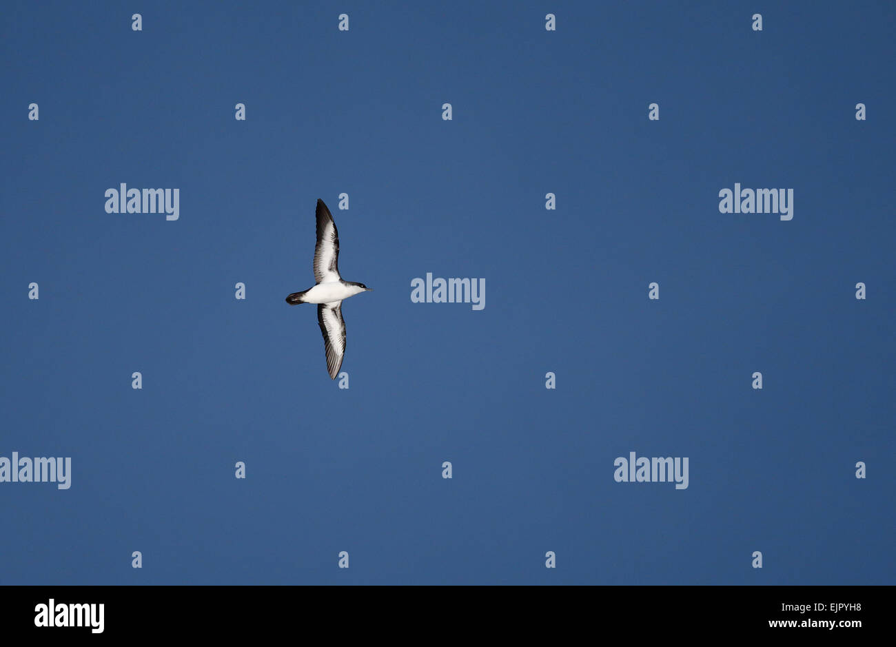 Atoll (Puffinus bailloni cardis) nom reflète la pensée sur les espèces taxonomiques actuelles limites dans "tropicaux" complexe d'espèces, Shearwater, adultes en vol, Mangareva, archipel des Gambier, en Polynésie française, Novembre Banque D'Images