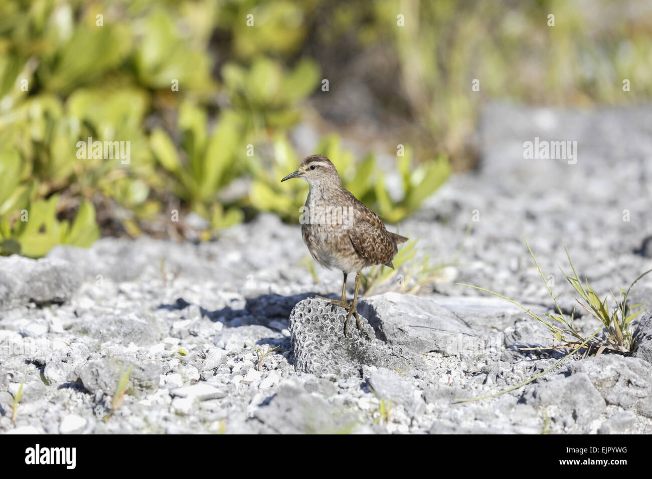 Tuamotu Sandpiper (Prosobonia parvirostris) adulte, debout sur les débris coralliens, Morane Island, Tuamotu, Polynésie Française, Novembre Banque D'Images