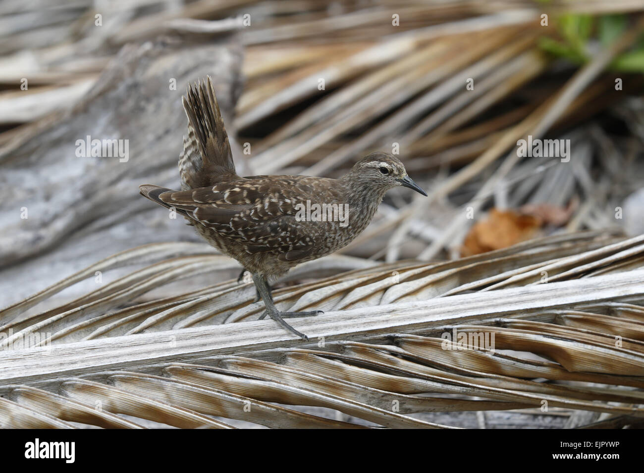 Tuamotu Sandpiper (Prosobonia parvirostris) adulte, avec la queue relevée, la marche sur palmier tombés sous les cocotiers, Tenararo Island, Tuamotu, Polynésie Française, Novembre Banque D'Images