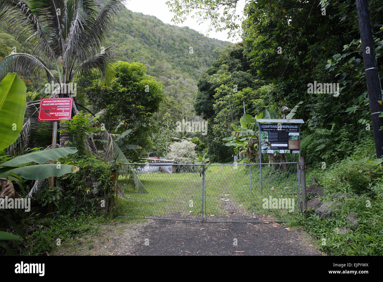pomarea-nigra-banque-de-photographies-et-d-images-haute-r-solution