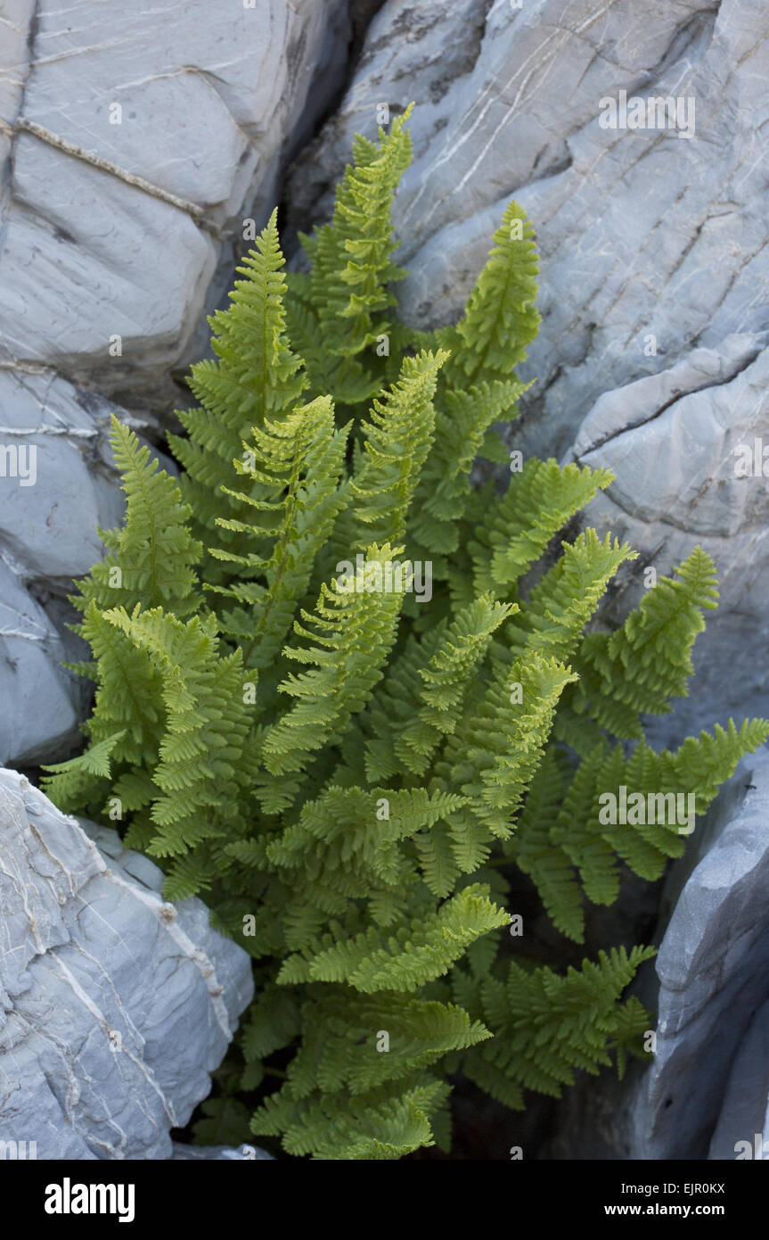 Fougère Dryopteris rigide Buckler (submontana frondes), poussant dans des crevasses de calcaire, Alpes Maritimes, France, septembre Banque D'Images