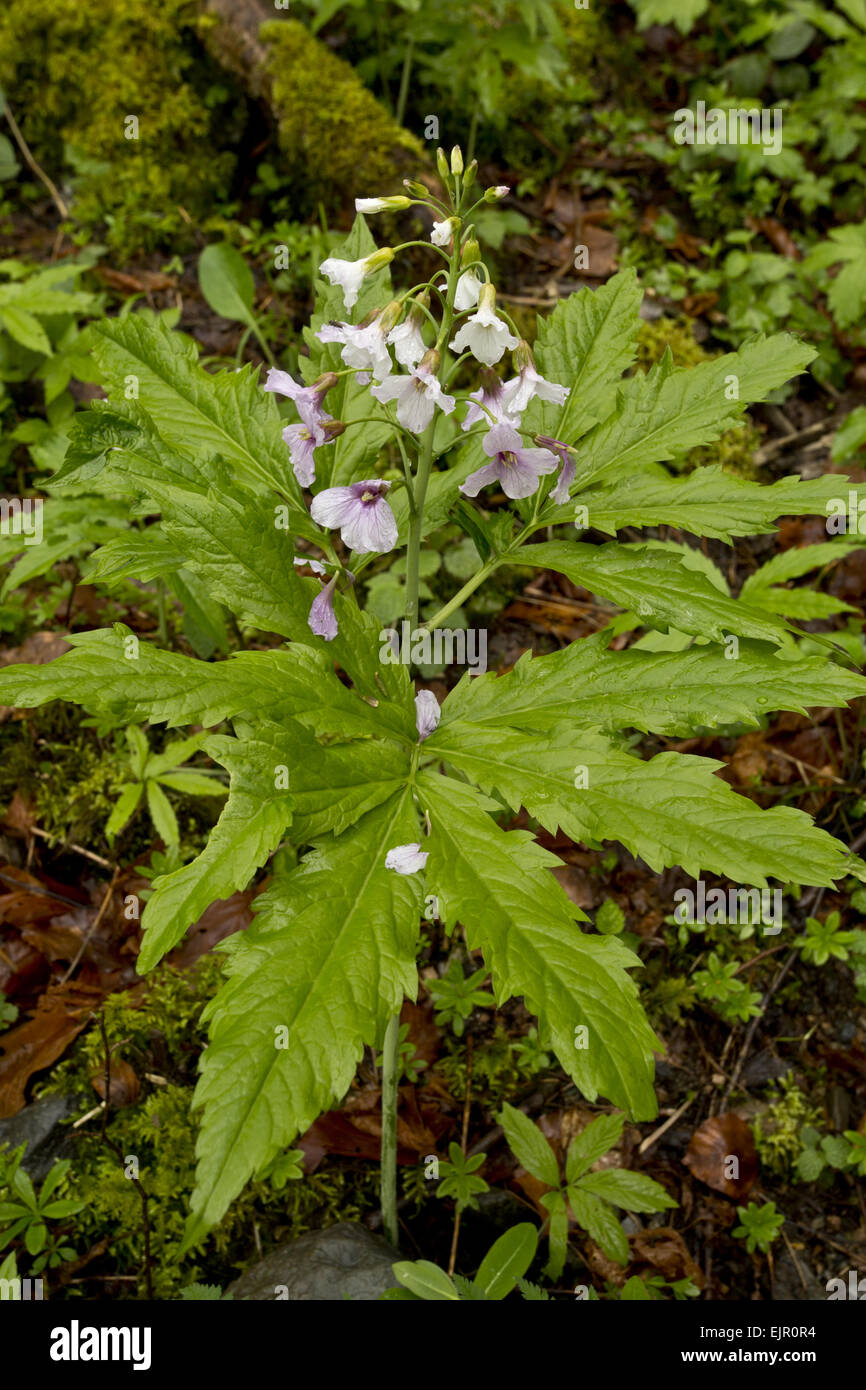 Sept-leaved Bittercress (Cardamine heptaphylla) floraison, de plus en plus de bois, Pyrénées, France, mai Banque D'Images