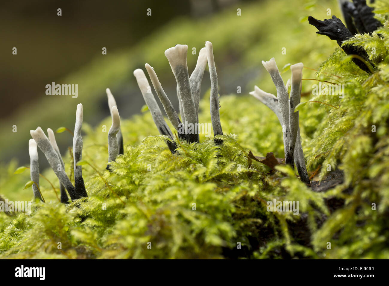 Le tabac à priser-bougie champignon (Xylaria hypoxylon) organes de fructification, poussant sur journal moussue, Wiltshire, Angleterre, Novembre Banque D'Images