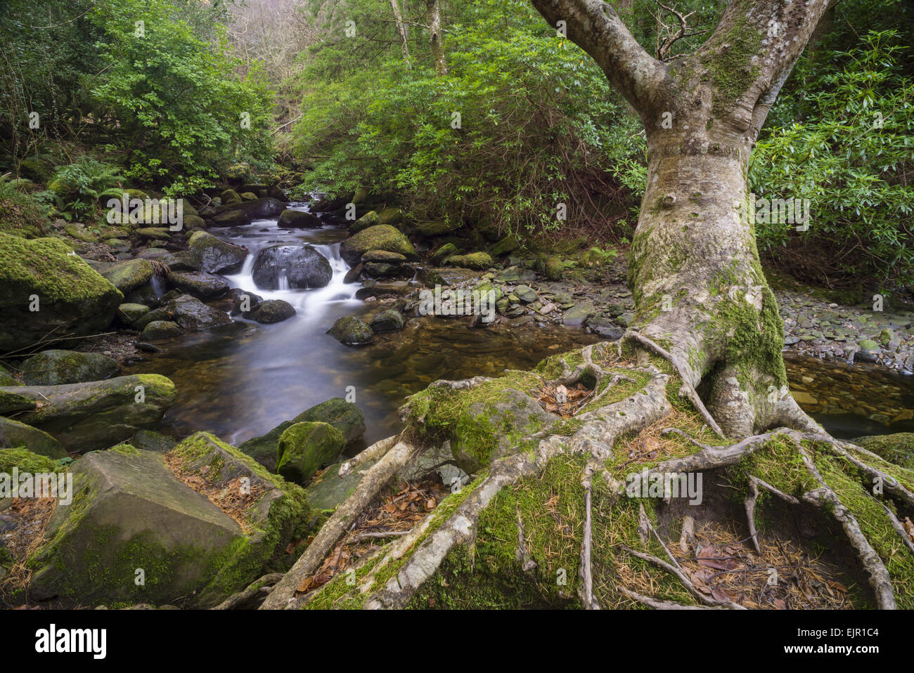 Racines de l'arbre et d'eau forestiers, près de Torc Waterfall, rivière Owengarriff Killarney, N.P., comté de Kerry, Munster, Irlande, Décembre Banque D'Images