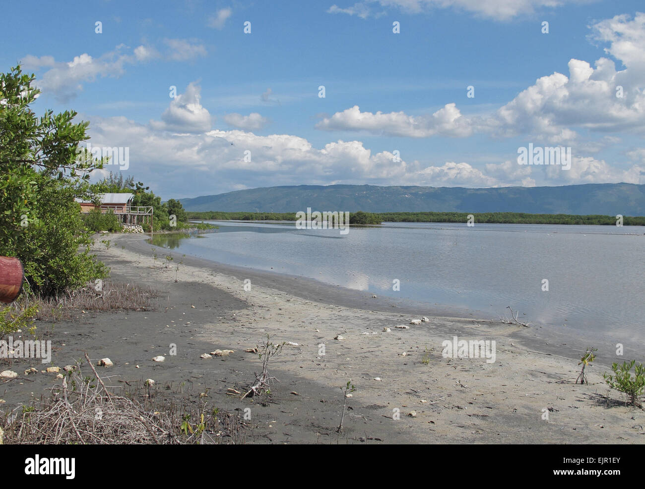 Vue de l'habitat des milieux humides, marais, Rivière Noire, la Jamaïque, décembre Banque D'Images