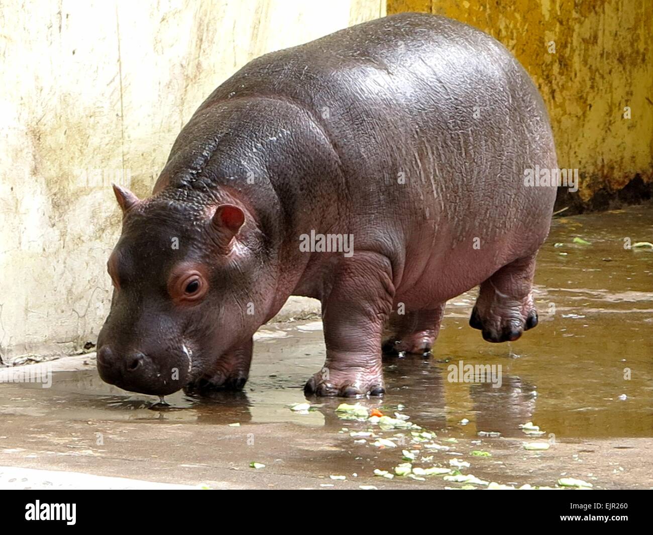 Jinan, Chine, la province de Shandong. Mar 31, 2015. Un mois cub hippopotame marche à un zoo à Jinan, capitale de la Chine de l'est la province du Shandong, le 31 mars 2015. Credit : Feng Jie/Xinhua/Alamy Live News Banque D'Images