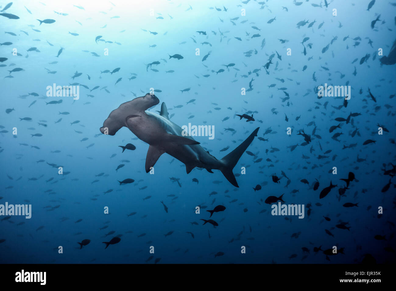 Requin-marteau halicorne (Sphyrna lewini) Cocos, Islande, Costa Rica Banque D'Images