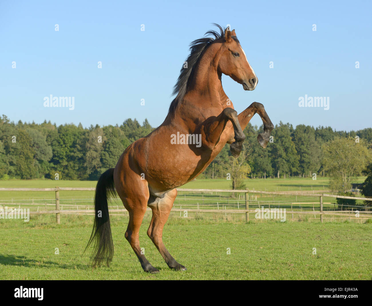 Cheval Arabe d'élevage Banque D'Images