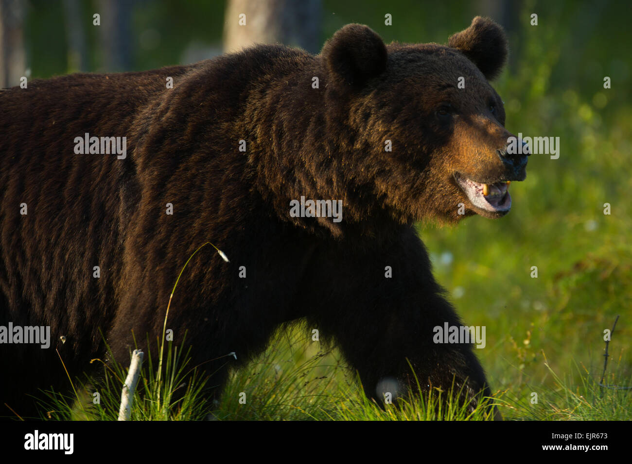 Un grand mâle ours brun Banque D'Images