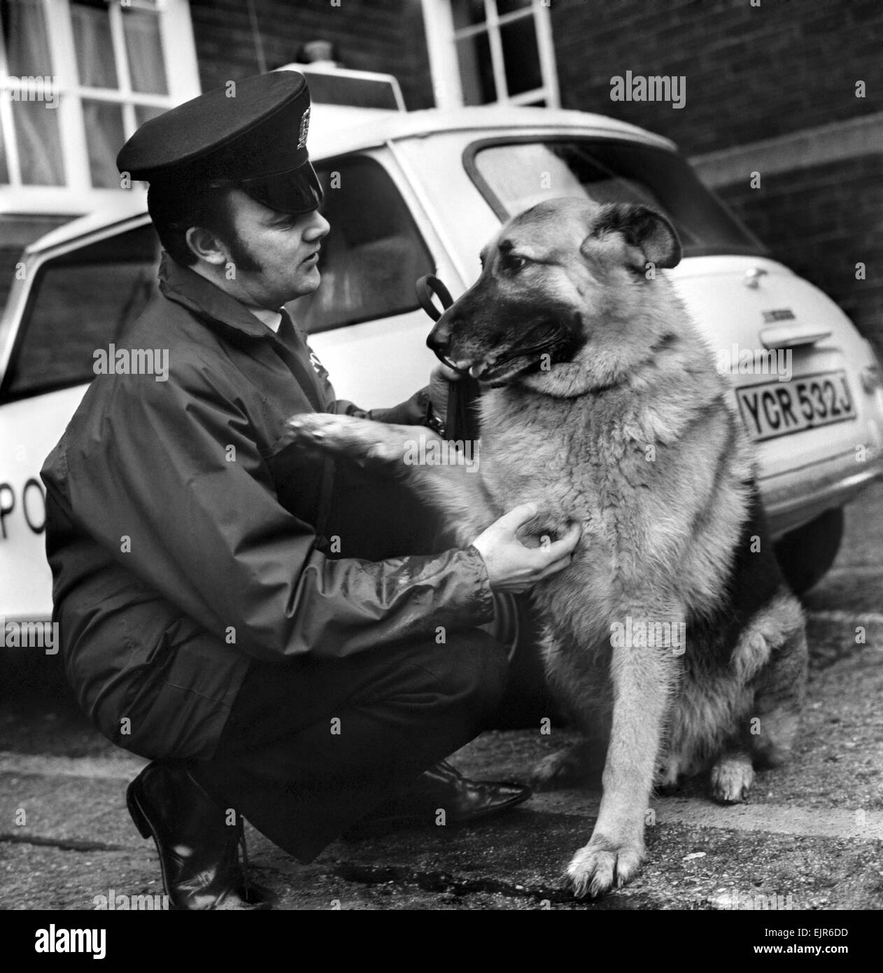 Duc un chien de police 8 ans en photo avec son maître C.P. Trevor Barnes à Cosham, Hants Poste de police. Duc a prendre sa retraite de la vigueur en raison d'aborder la cécité. Janvier 1972 72-0310-002 Banque D'Images