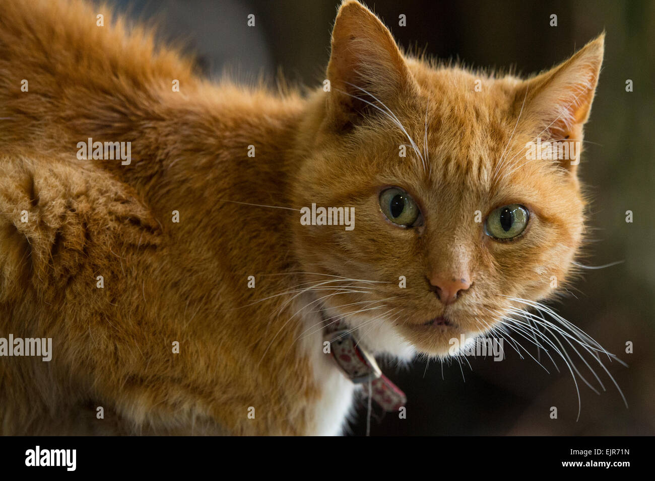 Le gingembre cat looking at camera Banque D'Images