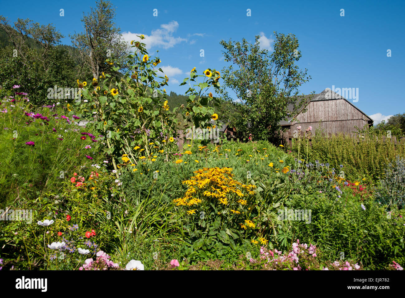 Pächtiger bäuerlicher Sommergarten mit Scheune in Pürgg, Steiermark, Salzkammergut, Autriche Banque D'Images