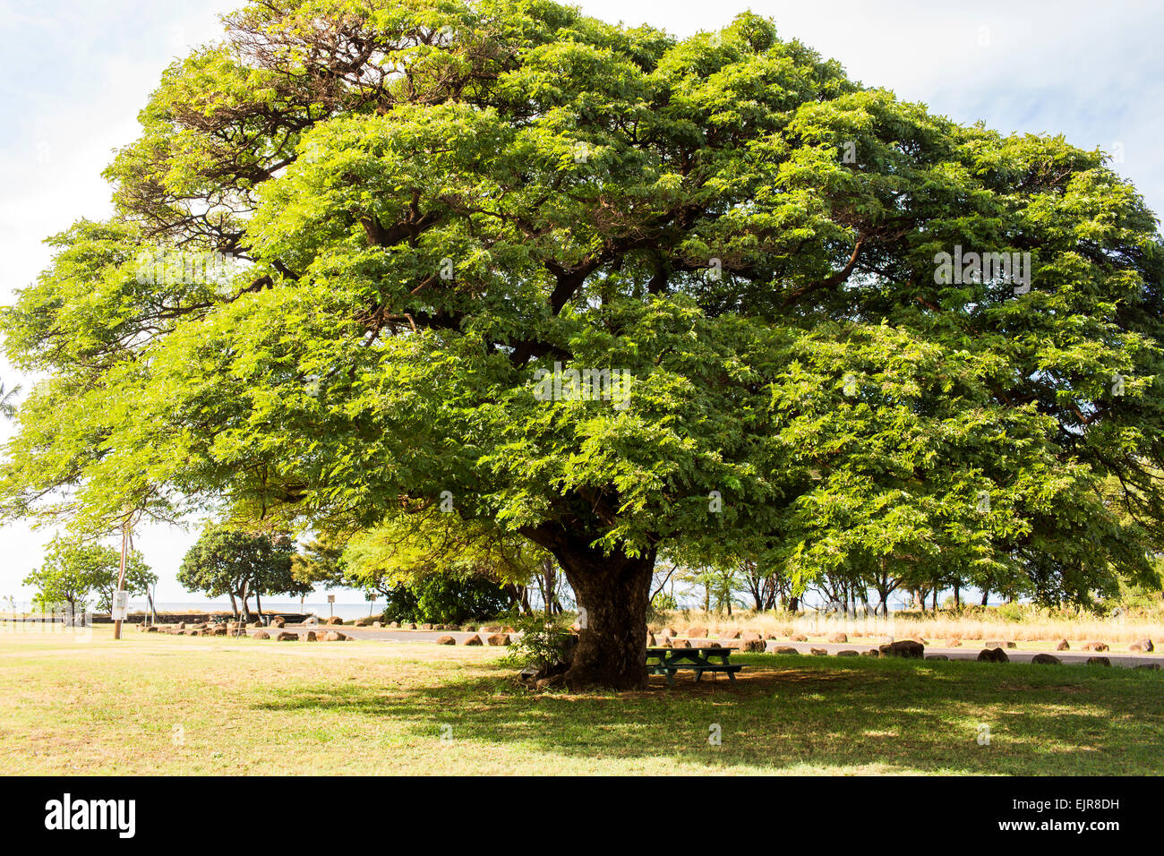 Avec l'ombre des arbres dans le parc Banque D'Images
