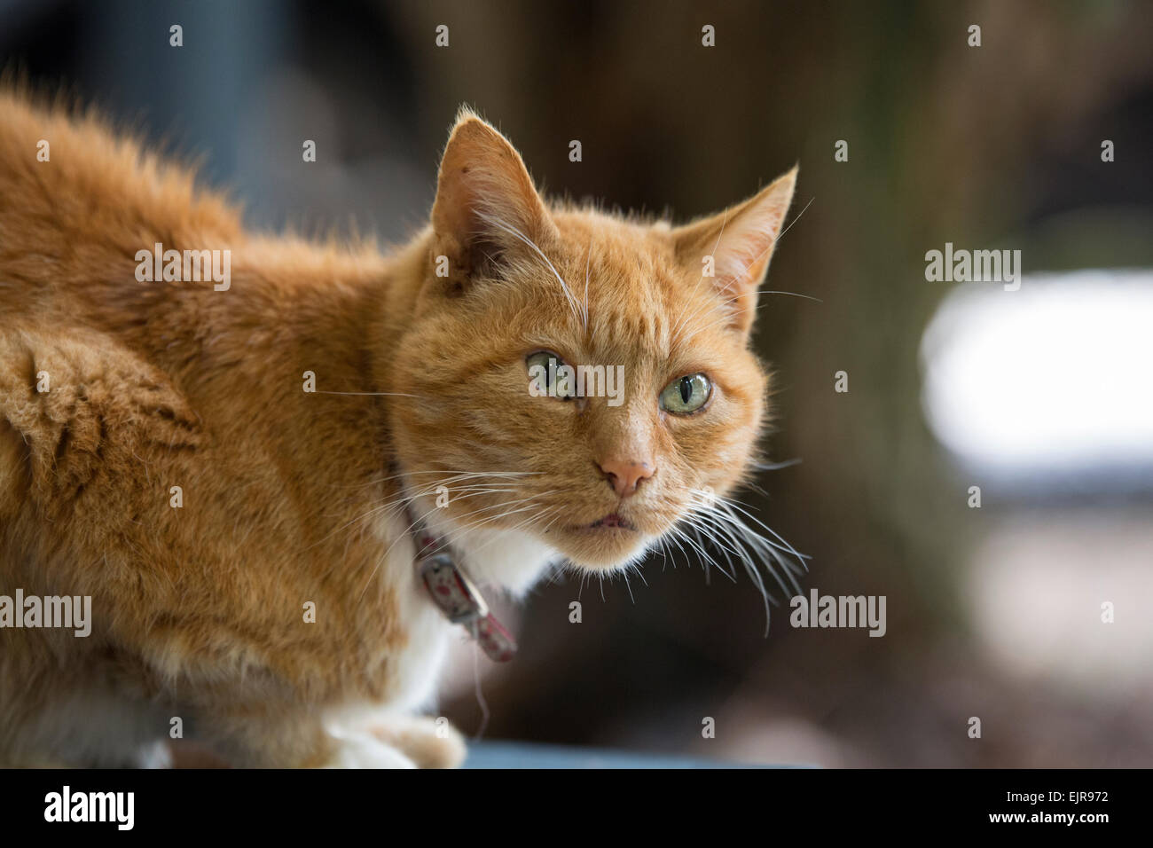 Le gingembre cat assis sur banc en bois. Banque D'Images