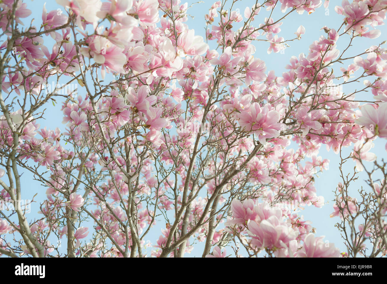 Vue à angle bas des branches de l'arbre à fleurs fleurs de printemps roses Banque D'Images