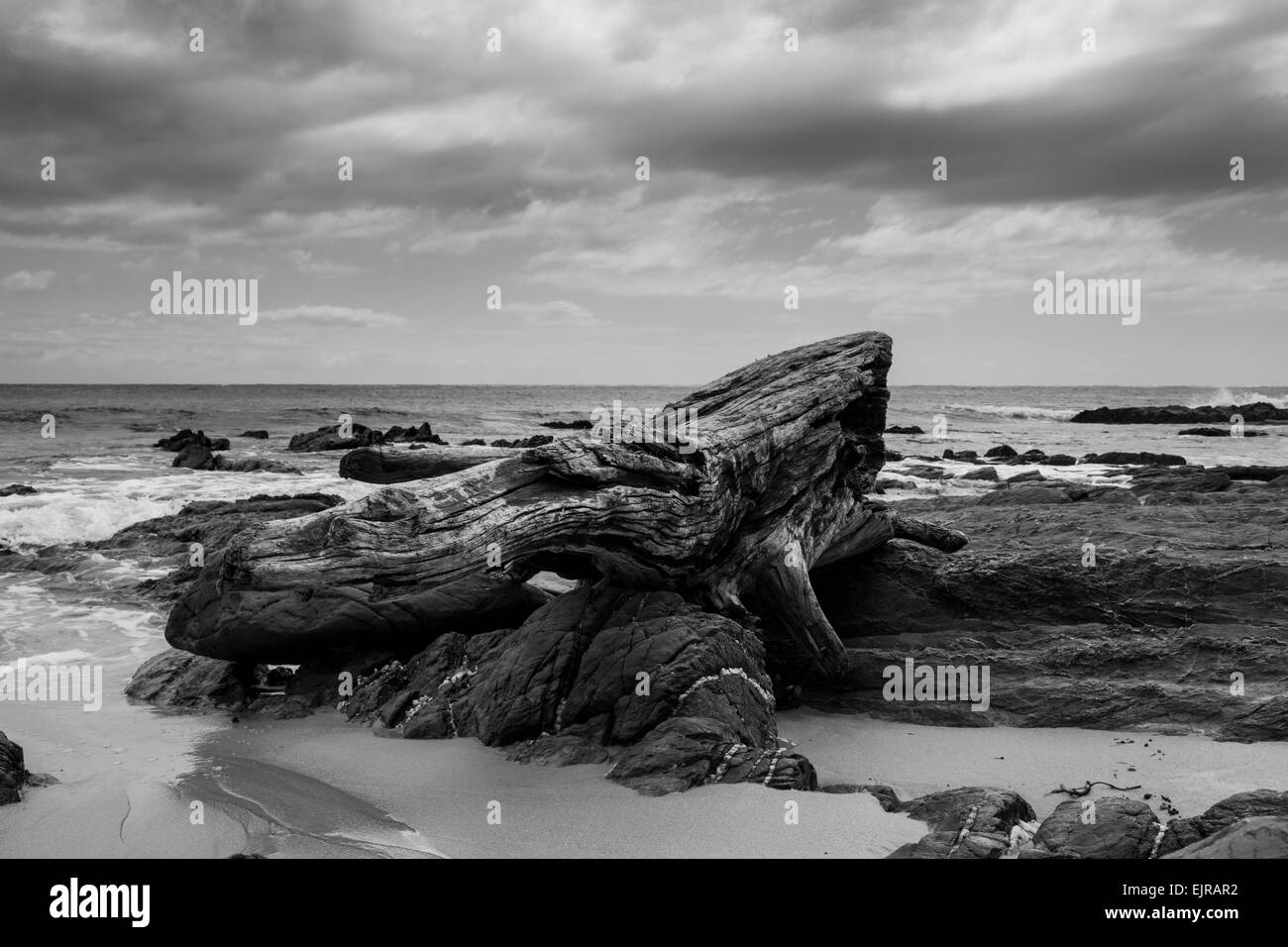 Photographie en noir et blanc d'un bois flottant sur Dalmeny Beach, South Coast, NSW, Australie Banque D'Images