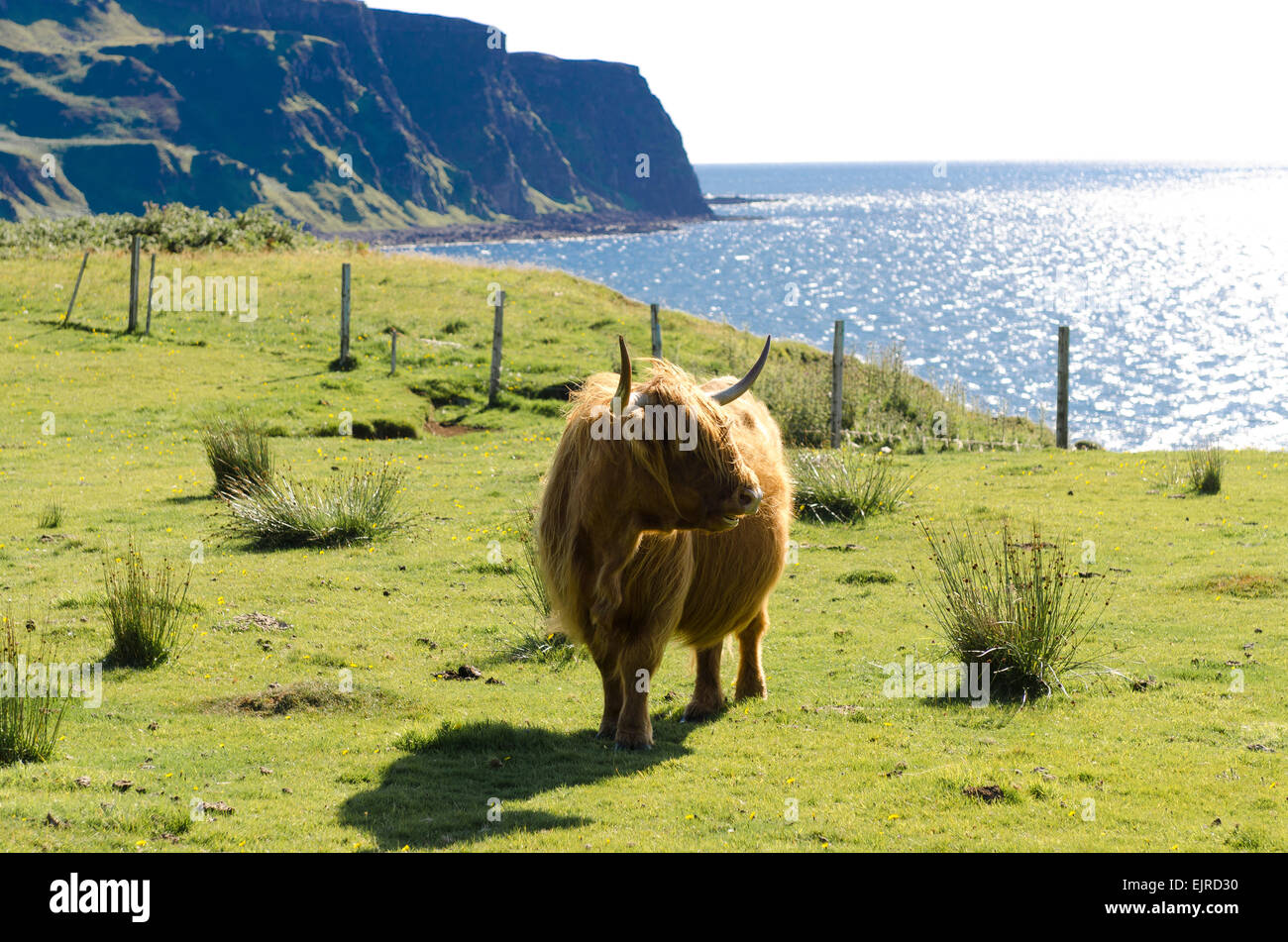 L'île de eigg Highland cattle Banque D'Images