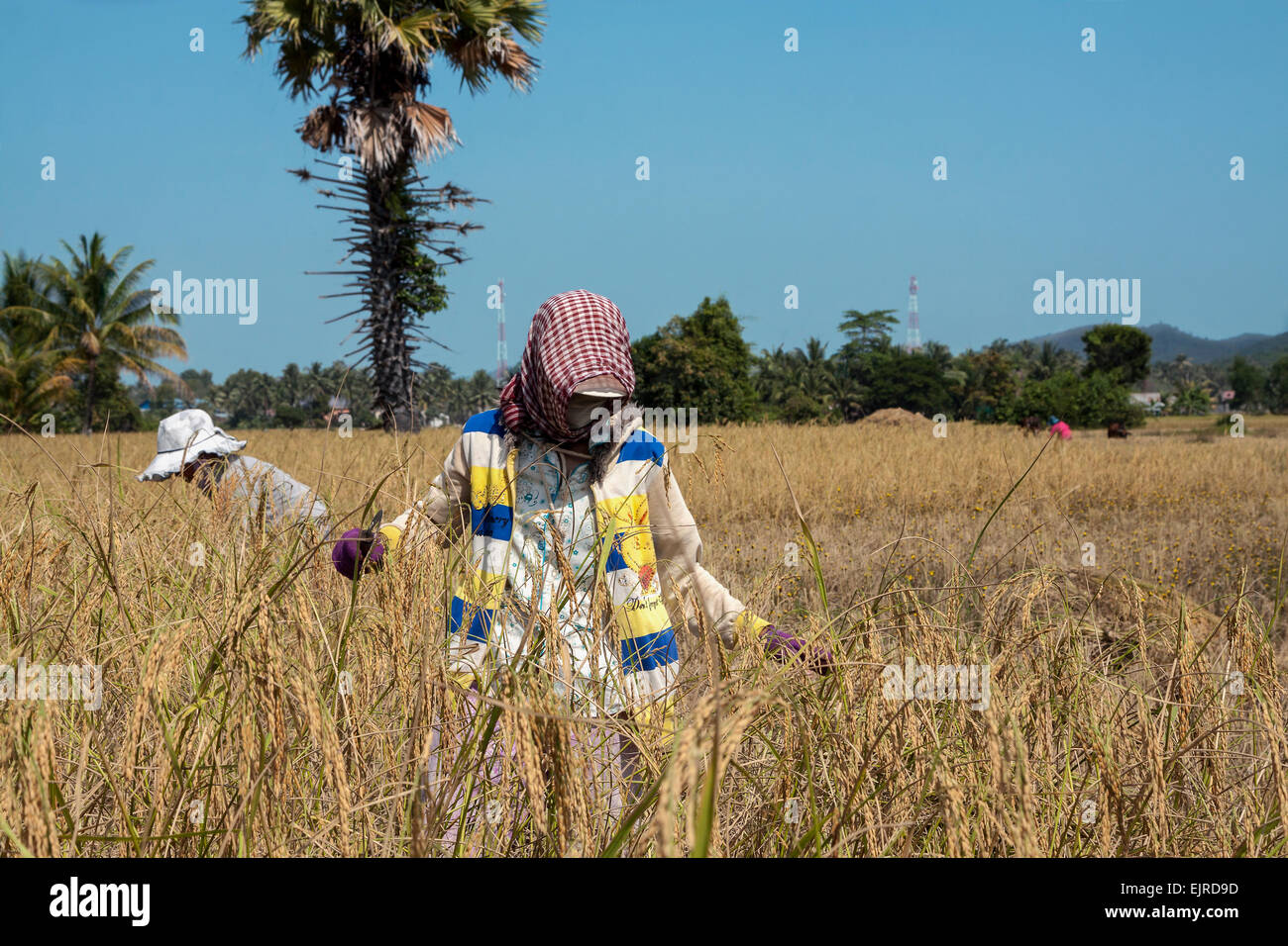 Temps de récolte au Cambodge, en Asie. Banque D'Images