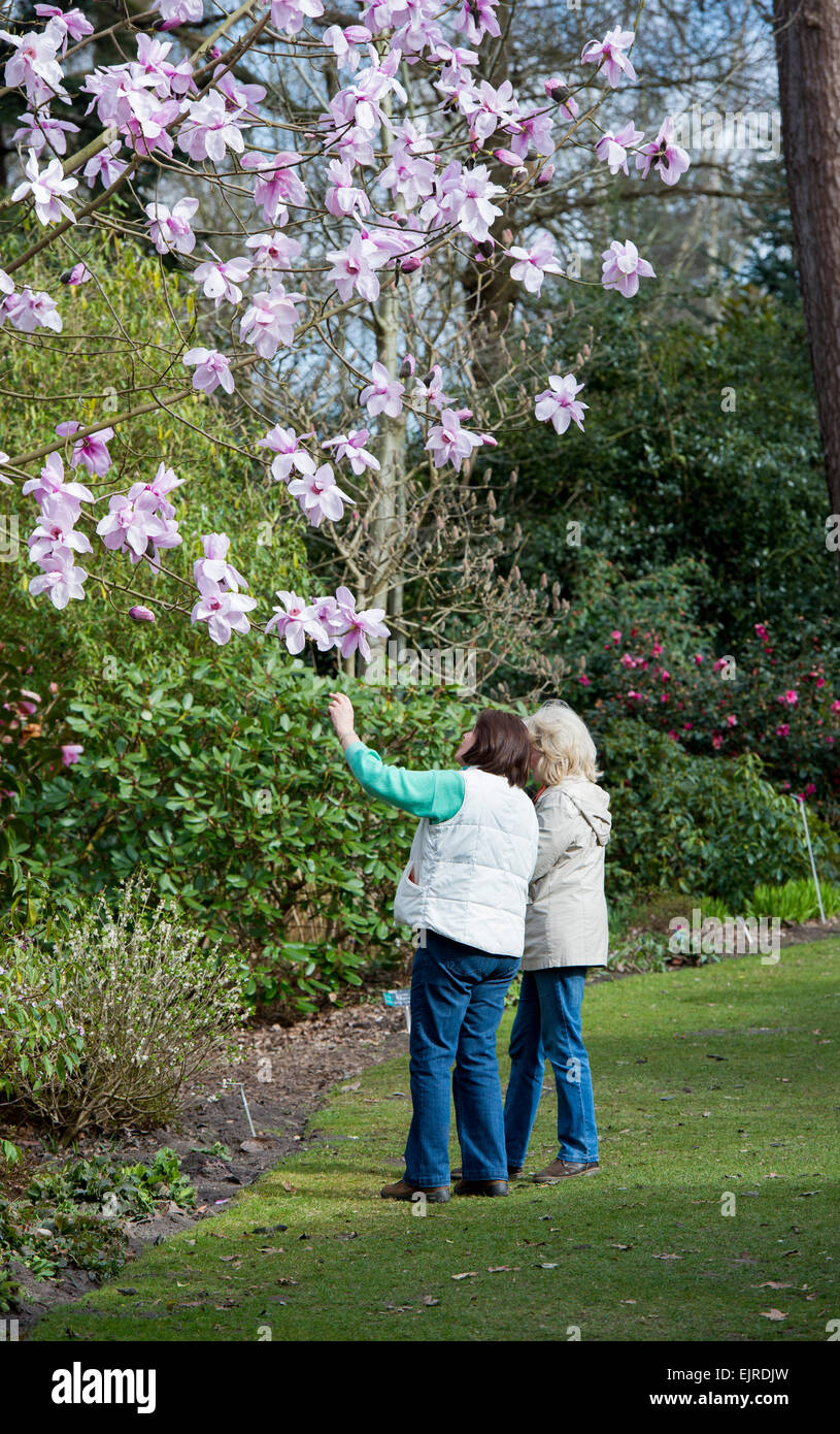 Les femmes à la recherche au Magnolia sargentiana des fleurs au printemps à RHS Wisley Gardens. Wisley, Surrey, UK Banque D'Images