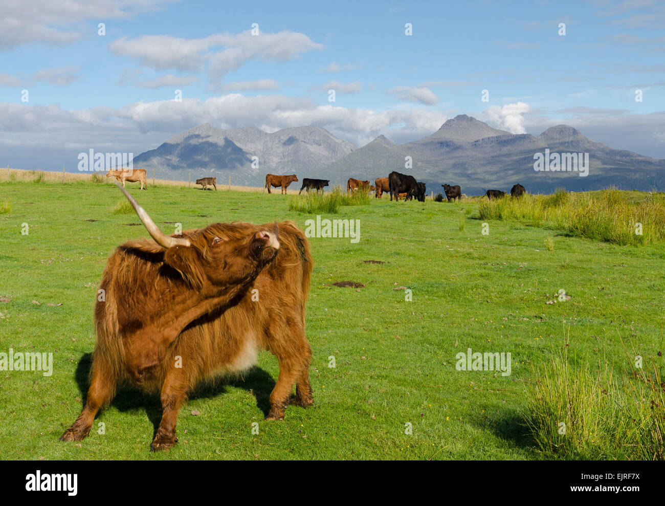 L'île de eigg Highland cattle Banque D'Images