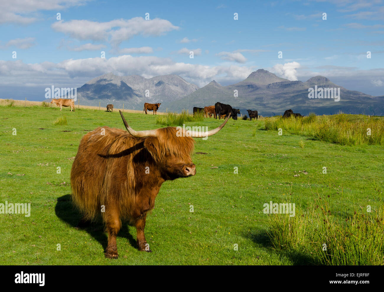 L'île de eigg Highland cattle Banque D'Images