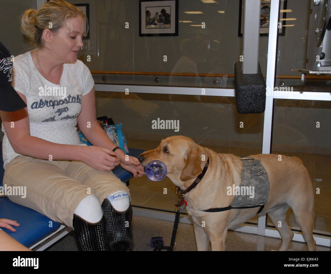 Les chiens d'Elizabeth M. Lorge 27 juin 2008 Lyla, un chien, apporte sa propriétaire, le Cpl. Sue Downes, une bouteille d'eau d'arrosage pour ajuster ses prothèses. Voir : /-news/2008/06/27/10451-chiens-help-blessés-guerre... /-News/2008/06/27/10451-chiens-help-blessés-warriors-heal-à-walter-reed/ Banque D'Images