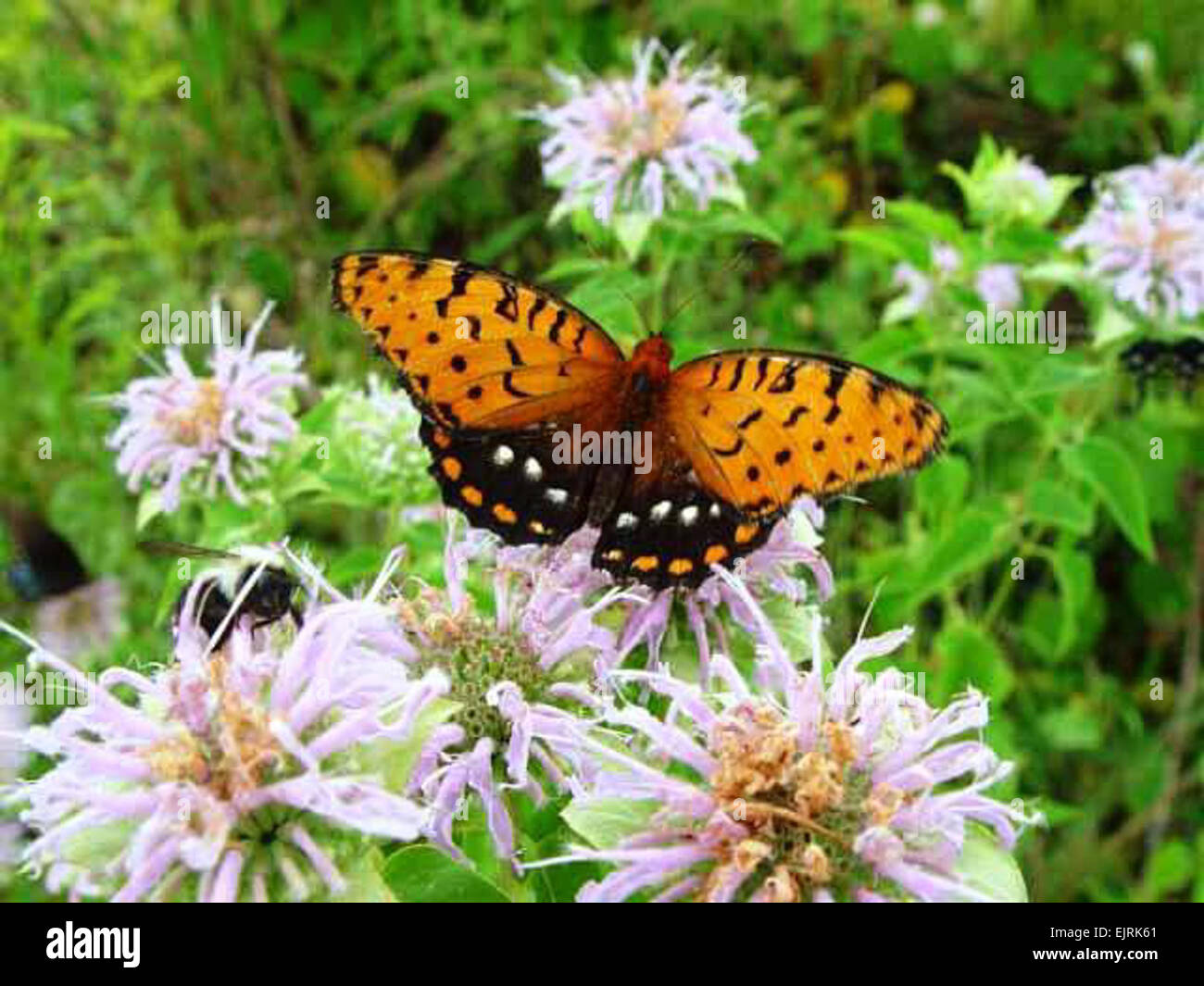 Virginia's Fort Indiantown Gap Centre de formation est le foyer de la seule colonie de regal fritillary papillons à l'est du Mississippi. Photo gracieuseté de la Garde nationale de Pennsylvanie voir : www.defenselink.mil/news/newsarticle.aspx ?id =50429 www.defenselink.mil/news/newsarticle.aspx ?id =50429 Banque D'Images