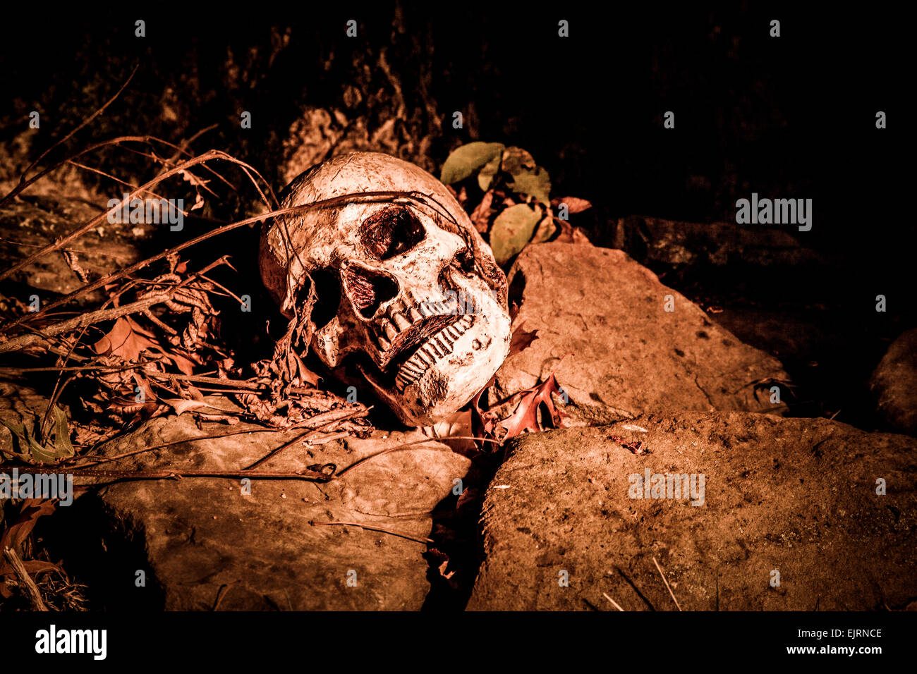 Un crâne sur le sol dans les bois ; photographié dans l'obscurité à l'aide de light painting Banque D'Images