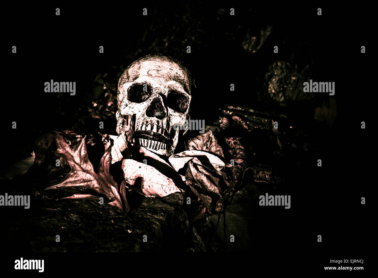 Un crâne sur le sol dans les bois ; photographié dans l'obscurité à l'aide de light painting Banque D'Images