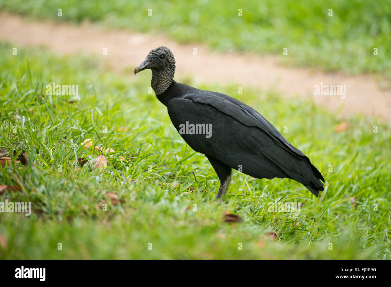 Urubu noir, Coragyps atratus, Réserve naturelle du Suriname central, Suriname Banque D'Images