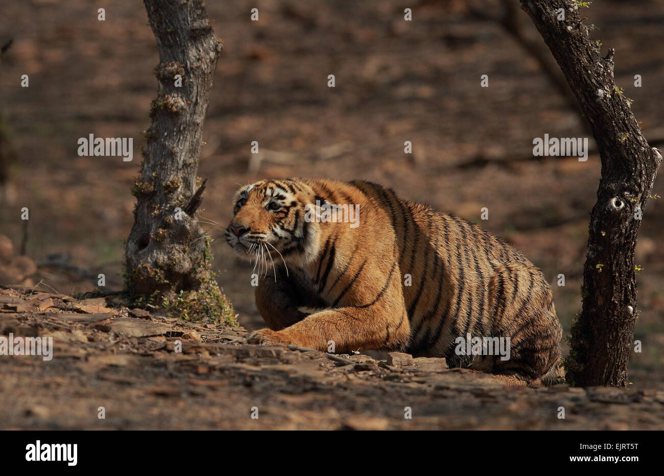 Royal Bengal Tiger Cub harcèlement criminel au Ranthambhore National Park de l'Inde Banque D'Images