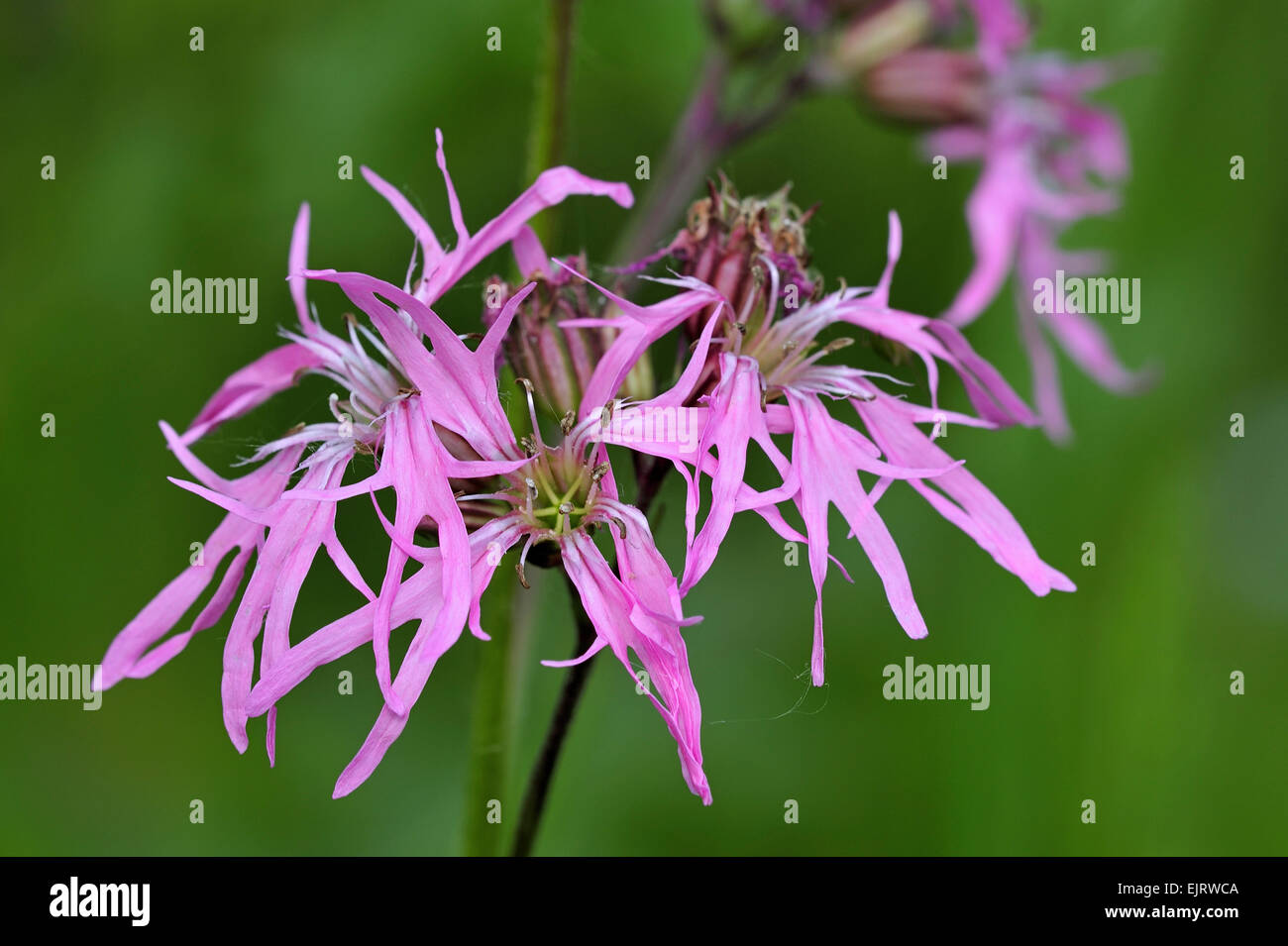 Ragged robin (Silene flos-cuculi / Lychnis flos-cuculi) en fleurs Banque D'Images
