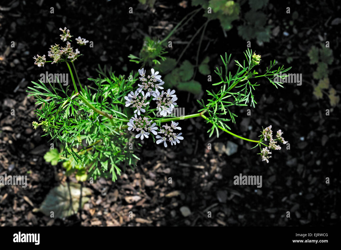 La coriandre (Coriandrum sativum) en fleur, originaire du sud de l'Europe, l'Afrique du Nord et en Asie Banque D'Images