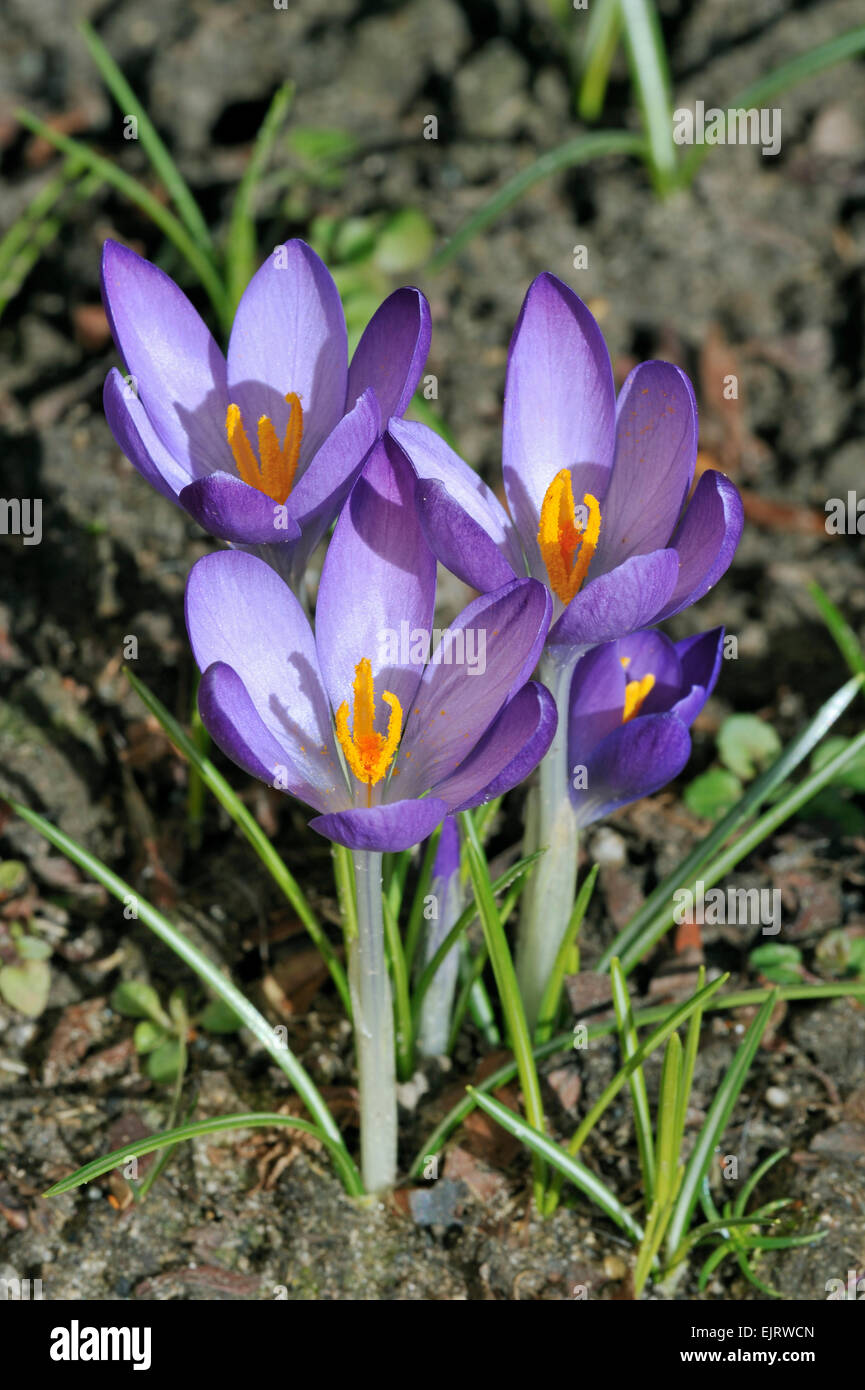 Crocusus (Crocus sp.) en fleurs Banque D'Images