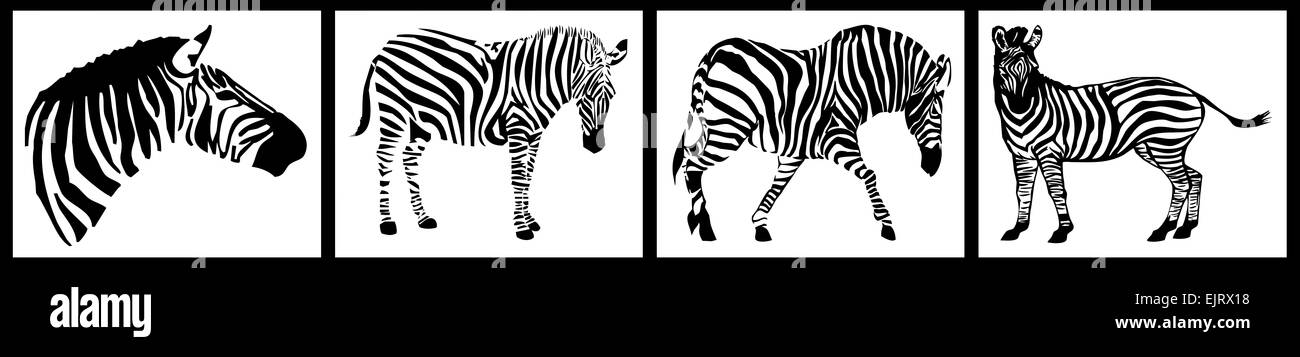 Zebra collection sur fond blanc Banque D'Images