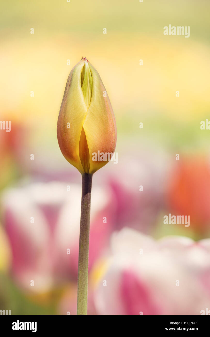 Libre de Pâques jaune dans le parterre de tulipes Banque D'Images