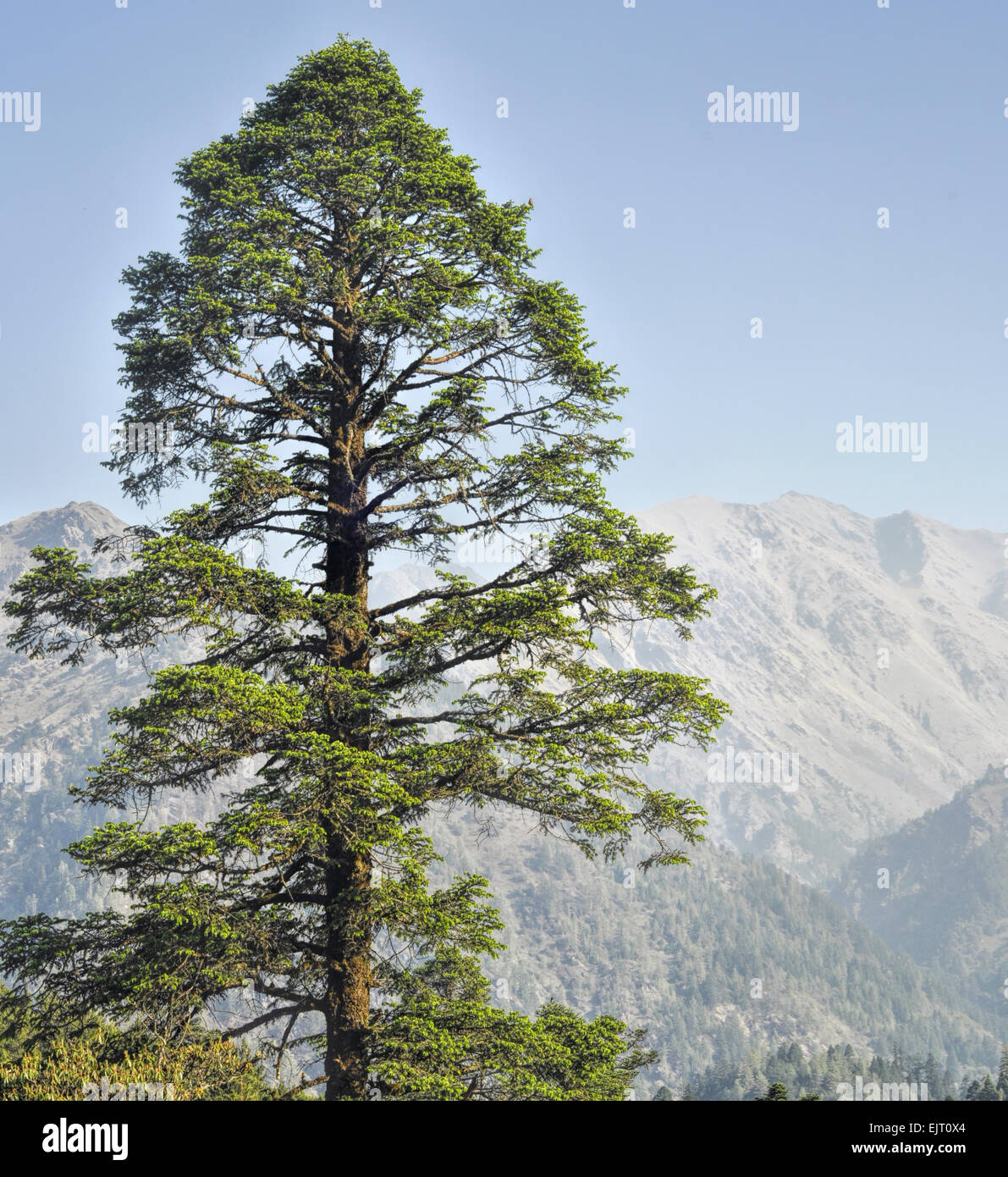 Bel arbre dans la région du Dolpo au Népal Banque D'Images