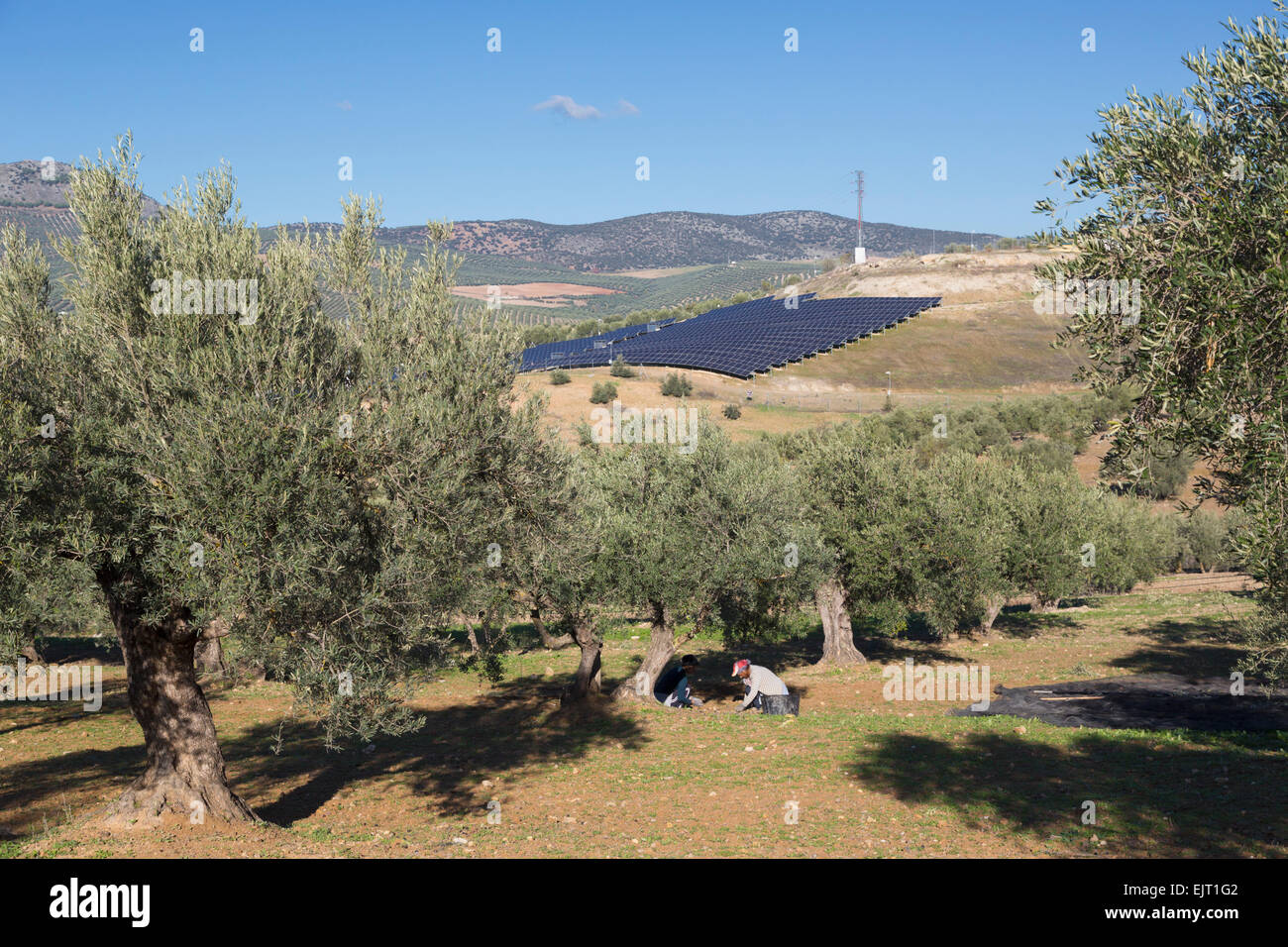 Deux femmes la collecte des olives tombées à partir de la masse. Tableau panneau solaire en arrière-plan. Des oliviers et des panneaux solaires, Espagne Banque D'Images