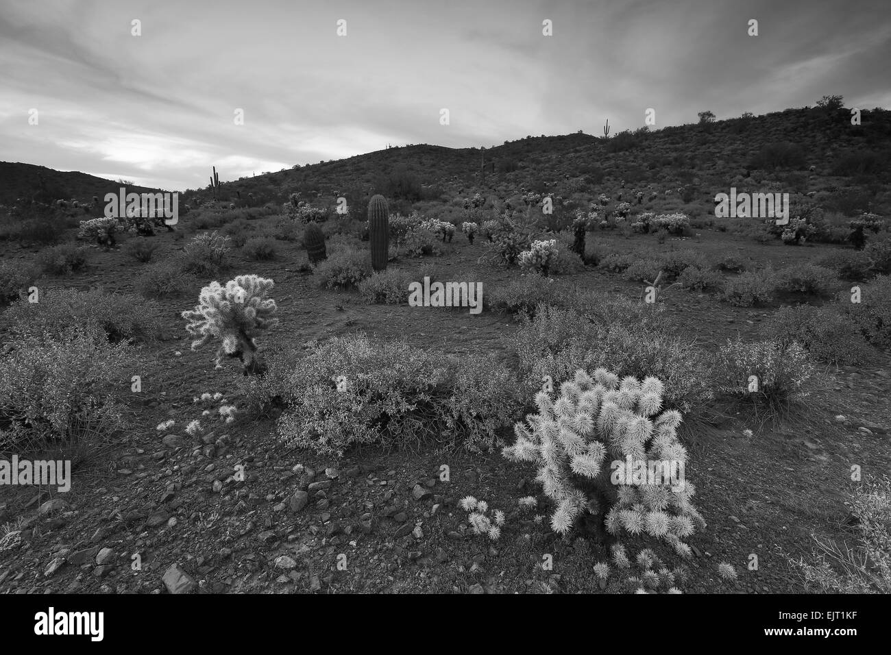 Image en noir et blanc de cholla cactus dans le paysage du désert au sud-ouest Banque D'Images