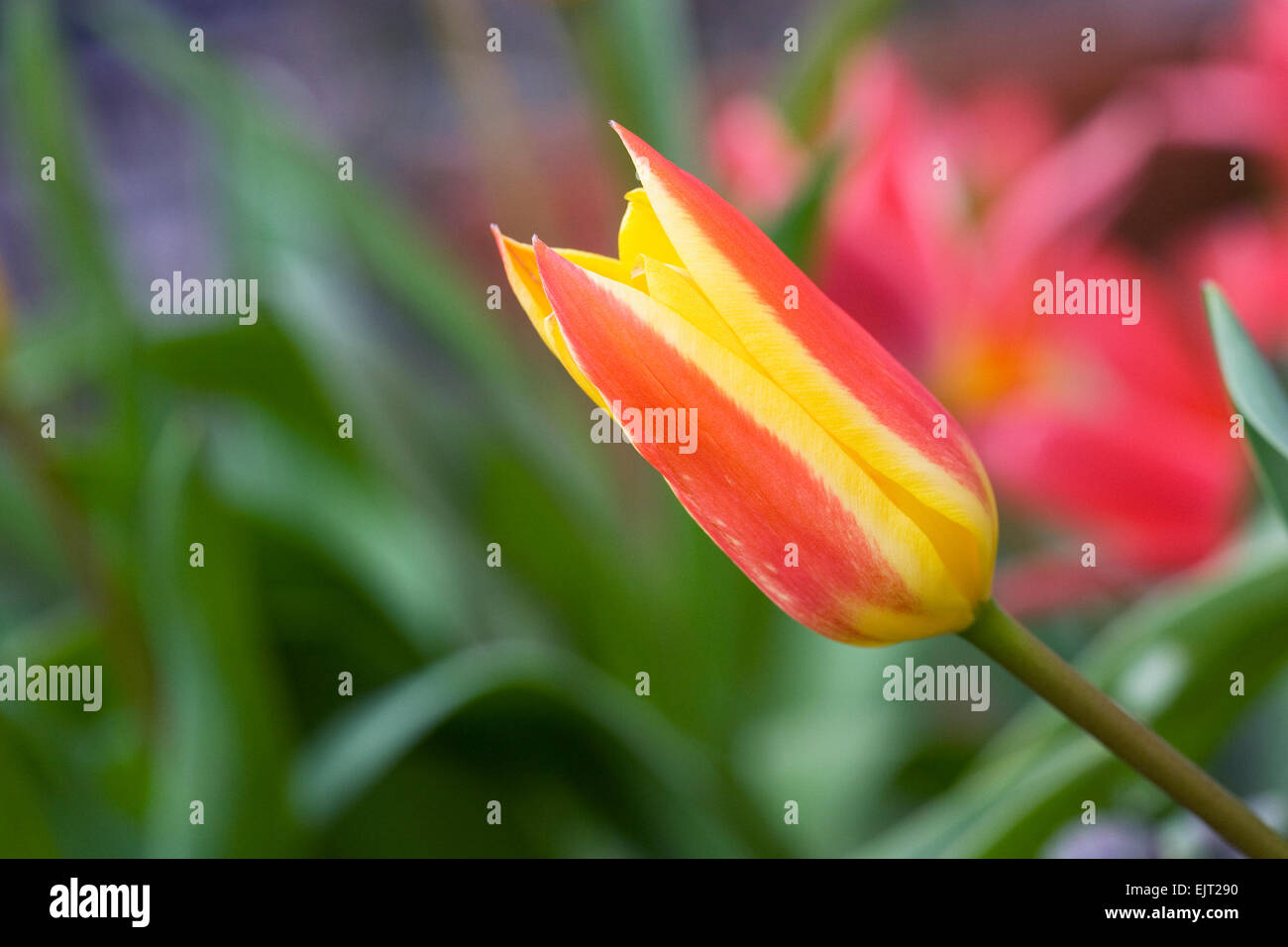 Tulipa clusiana var. chrysantha Tubergen Gem' 'les fleurs. Tulipes rouges et jaunes miniatures croissant dans le jardin. Banque D'Images