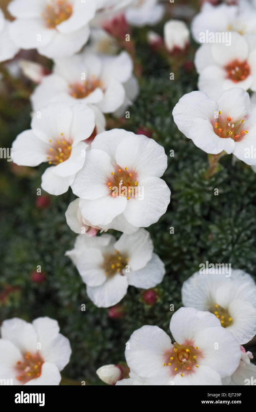 Saxifrage 'Joy' évêque croissant dans un environnement protégé. Banque D'Images