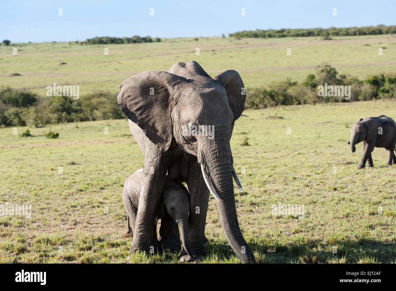 Mère de l'éléphant avec cub dans le Masai Mara Banque D'Images