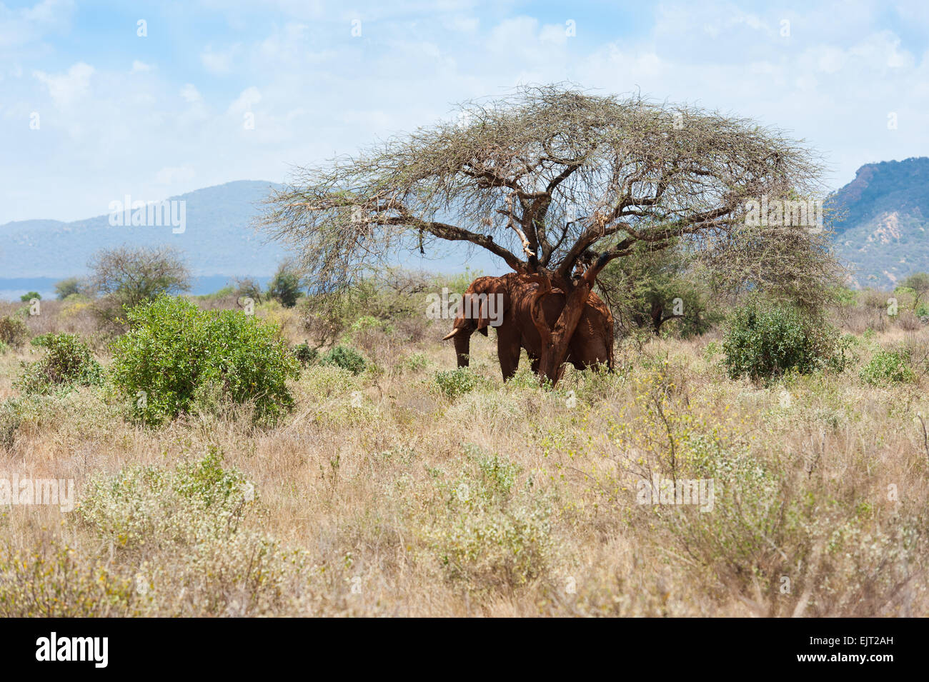 Les éléphants rouges du parc national de Tsavo East au Kenya. Banque D'Images