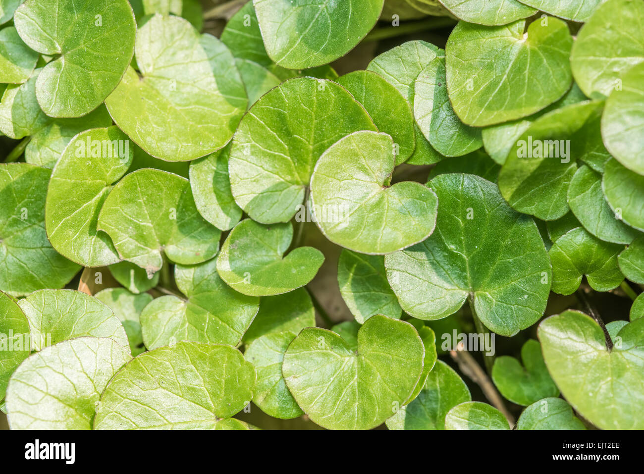 Feuilles vert frais Texture Background Banque D'Images