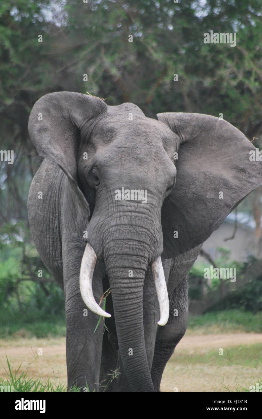 Portrait d'un taureau l'éléphant au Parc National de Mikumi, Tanzanie Banque D'Images