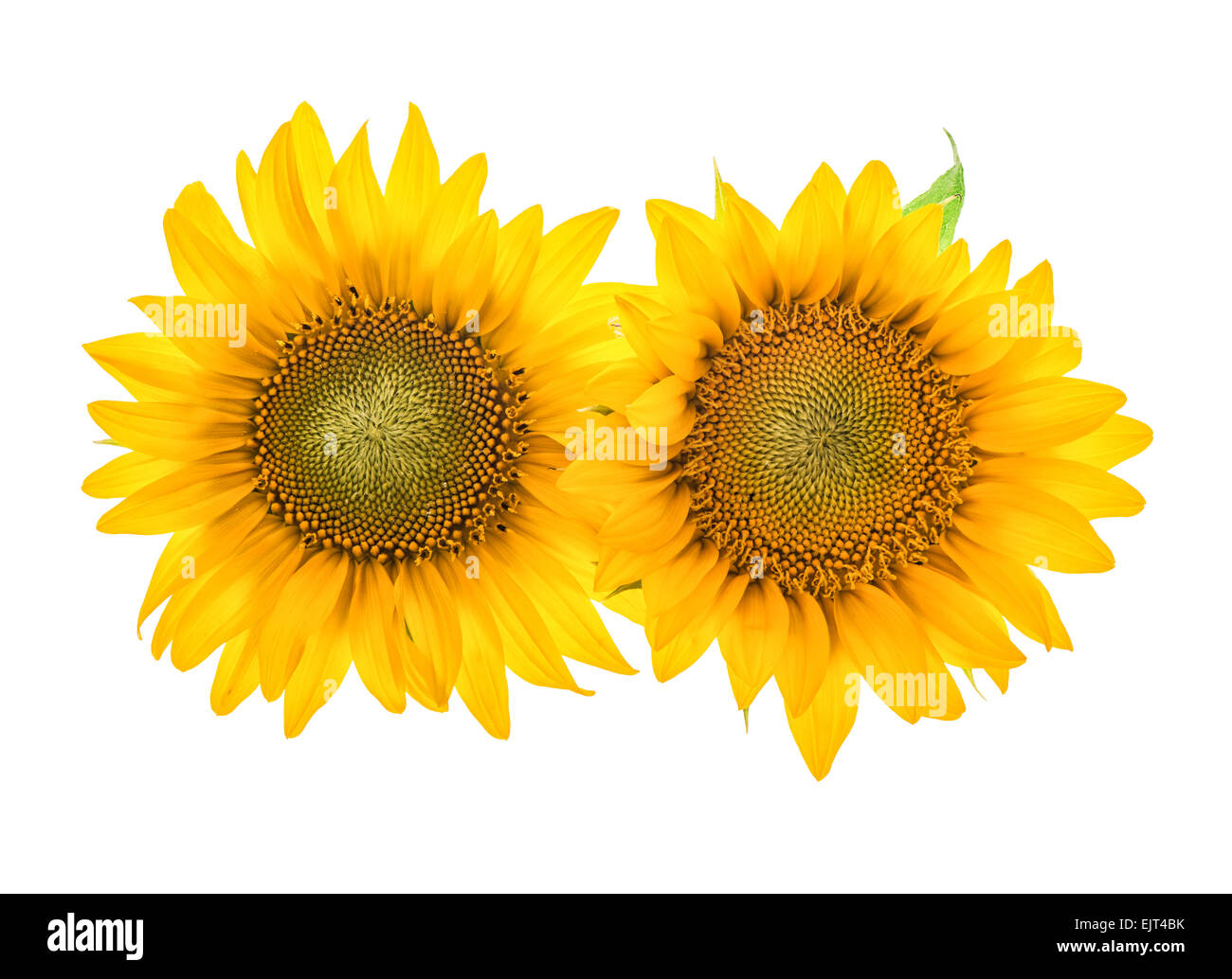 Fleurs de tournesol isolé sur fond blanc. Belle fleur Banque D'Images