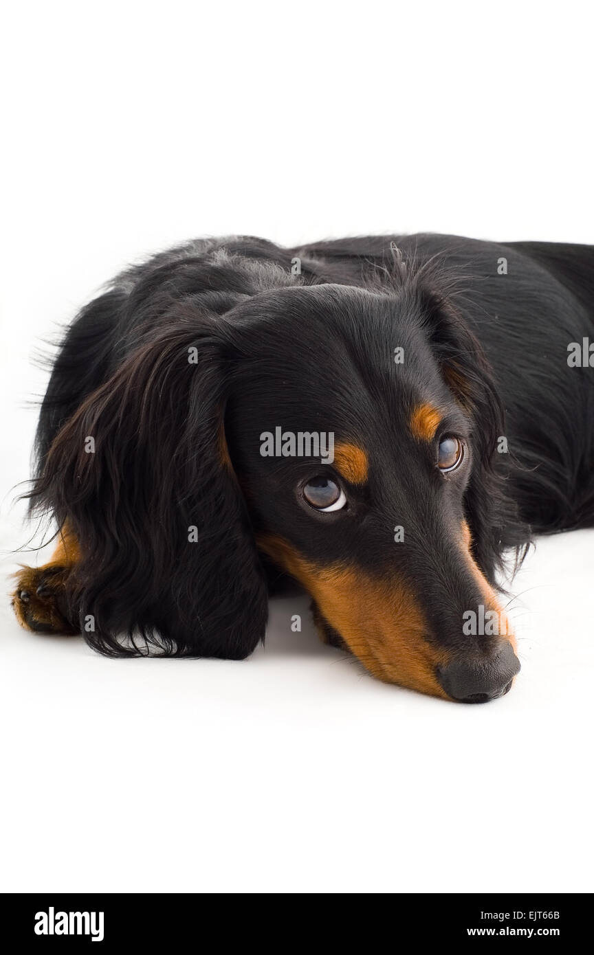 Chien teckel, isolé sur fond blanc Banque D'Images