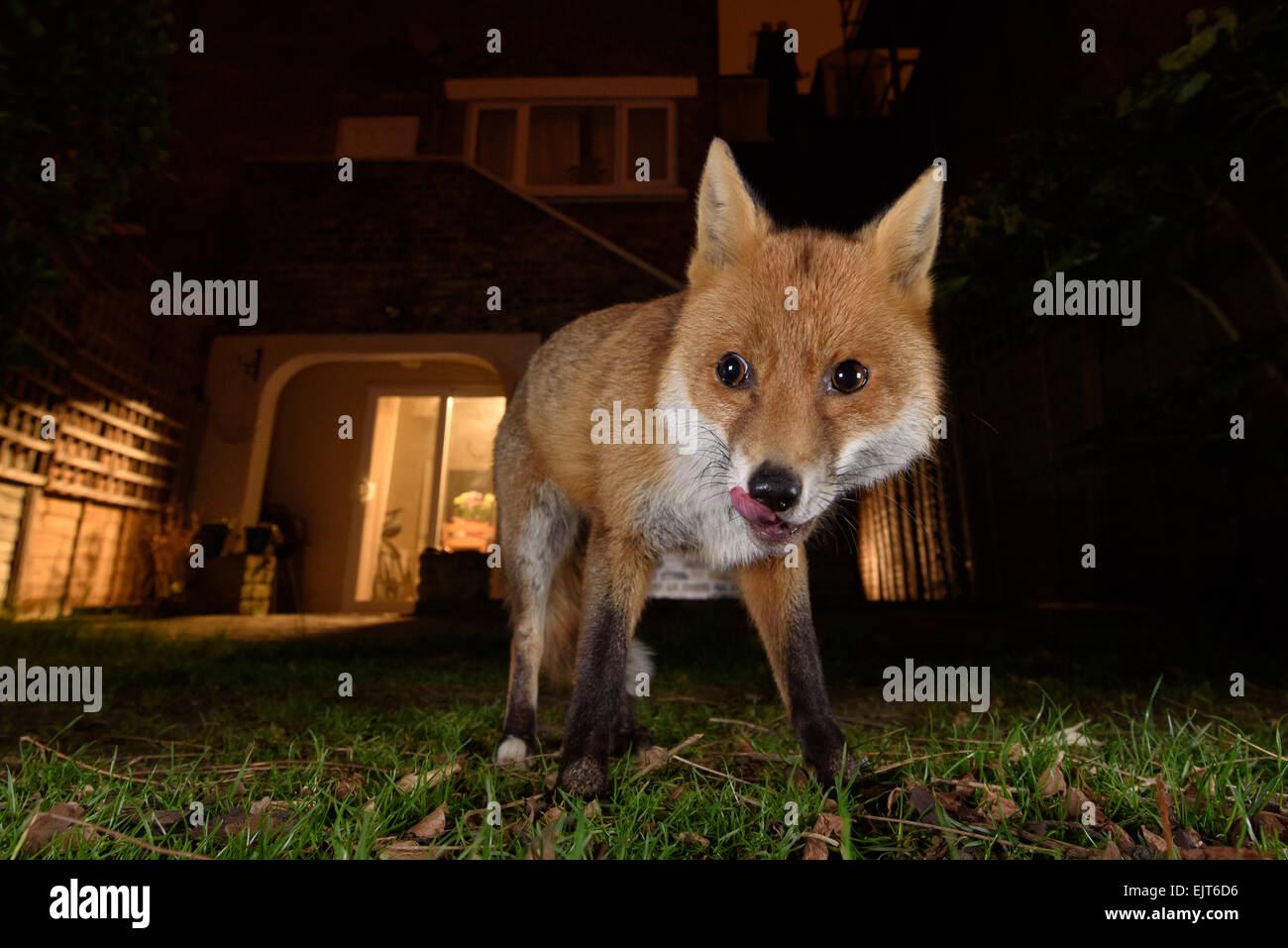Fox urbaine de lécher les lèvres dans un jardin du sud de Londres la nuit Banque D'Images